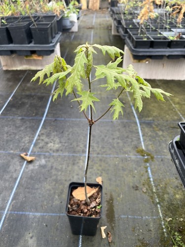 Scarlet oak tree - oak,