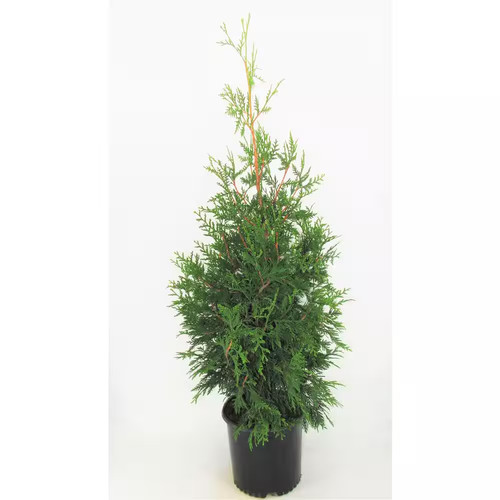 Green giant arborvitae tree - green,