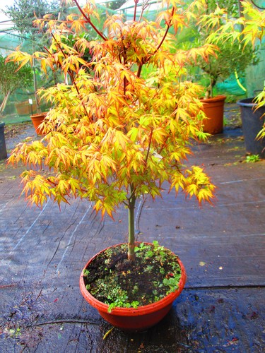 28inch inc pot outdoor - inc., bonsai