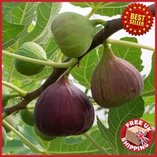 3L Fig 'Brown Turkey' Standard