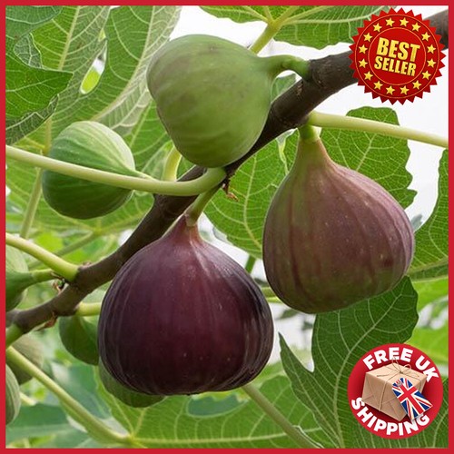 Fig brown turkey standard - 3l, 'brown