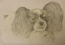 Papillon Dog Original Art on
