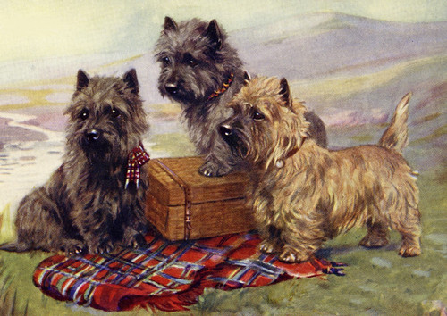 Cairn terrier dog greeting - cairn,