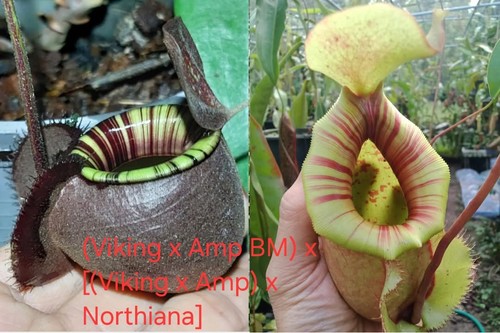 Nepenthes x - nepenthes,