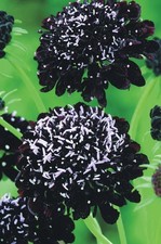 Scabious Black Knight Seeds