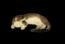 Taxidermy Stoat (Mustela