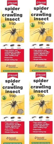Rentokil spider crawling - spider,