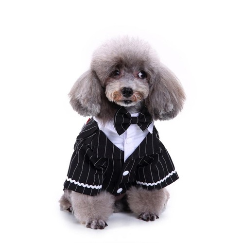 Handsome pet dog wedding - handsome,