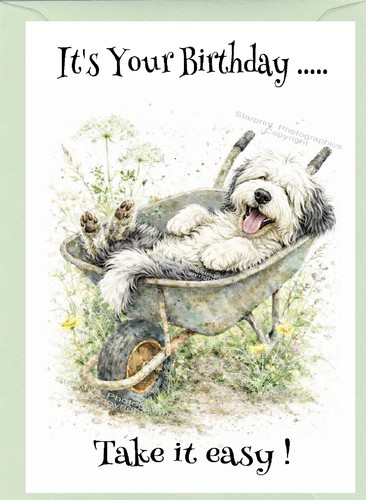 Old english sheepdog birthday - english,