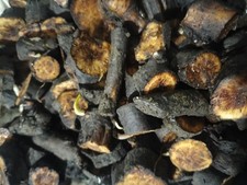 Comfrey Bocking 14  Root