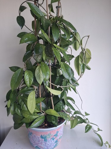 Hoya carnosa silver - carnosa,,