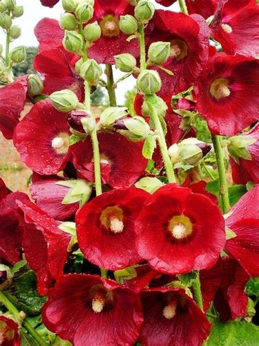 Red hollyhock cottage garden - red,