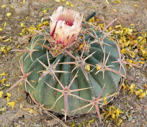 Homalocephala - , (echinocactus)