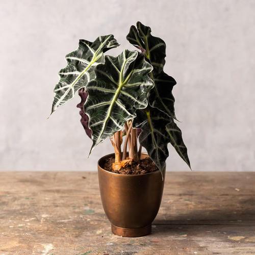 Alocasia polly african mask - alocasia,