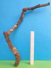 CORK BARK BRANCH 59CM LEOPARD