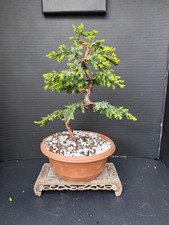 Juniper bonsai tree training - tree,