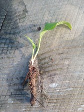5 Comfrey roots and crown