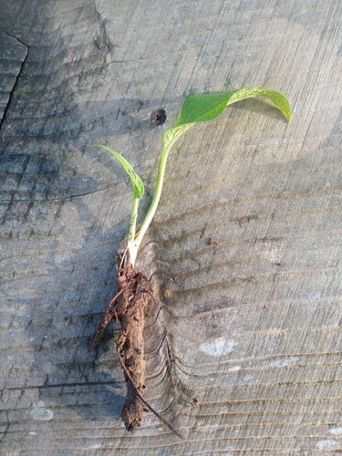 Comfrey roots and crown - 5,