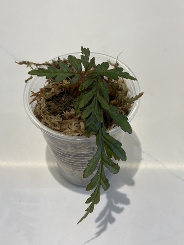 Begonia polilloensis - begonia,