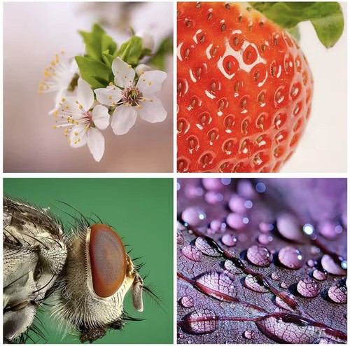 Sony macro lens - ,