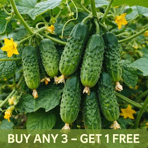 Cucumber seeds piccolo di - seeds, 50