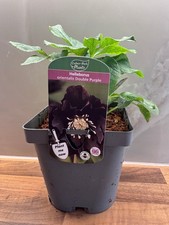 Hellebore Double Purple 2L