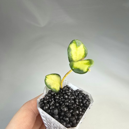 Hoya tengchongensis variegated - tengchongensis,