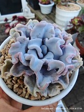 Echeveria ‘Crispate
