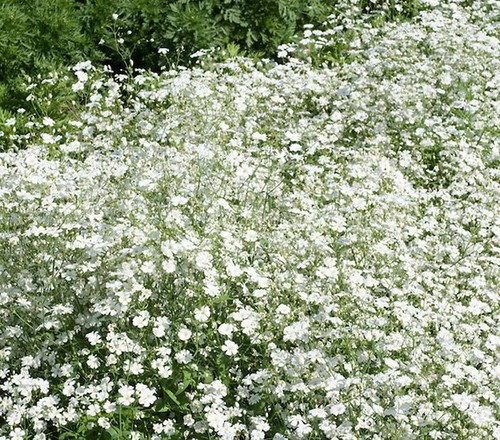 Gypsophila elegens covent - gypsophila,