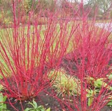 5L LARGE Cornus alba