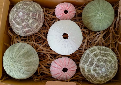 Real sea urchins - sea, mixed