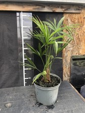 Trachycarpus fortunei, Hardy