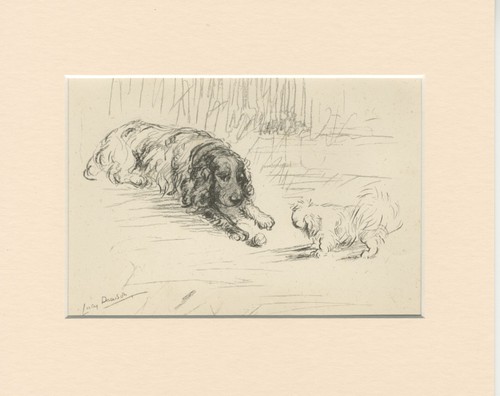 Cocker spaniel and pekingese - spaniel,