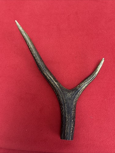 One piece deer antler - deer, antler,