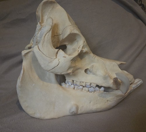 Large boar skull with - skull,