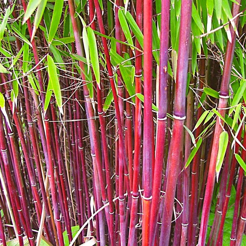 Fargesia asian wonder bamboo - fargesia,