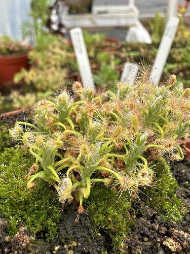 Pygmy sundew drosera - pygmy,