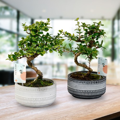Indoor bonsai trees tribal - trees,,
