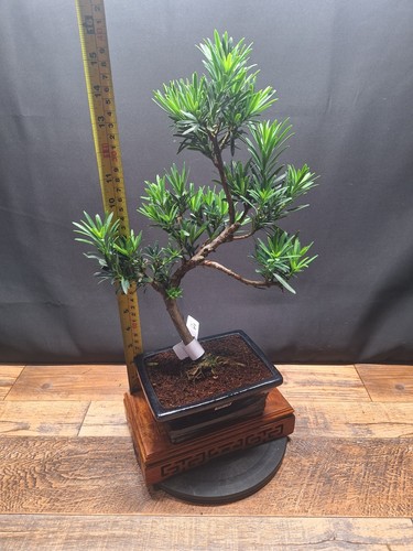 Shape buddhist pine - s,