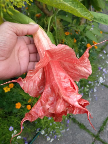 Brugmansia thea liebling - brugmansia,