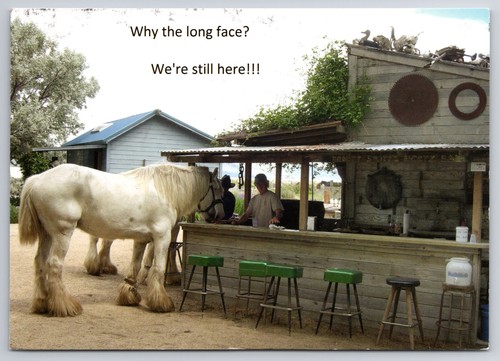 Large horse outdoor - horse, bar