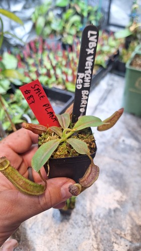 Nepenthes lvb veitchii bario - nepenthes,