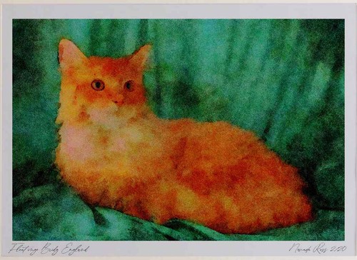 458041 maine coon - 458041, tabby