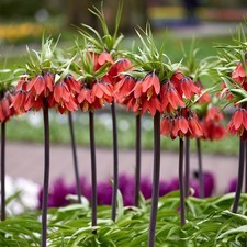 Fritillaria Rubra Crown Imperial 3,5 or 10 bulbs Red Statement Perennial