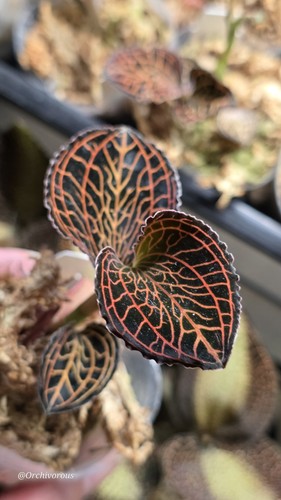 Anoectochilus albolineatus - anoectochilus,
