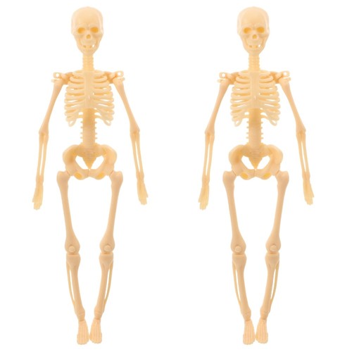 2pcs skeleton model human - 2pcs,