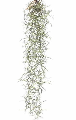 Spanish moss air plant cm - moss, 30+cm