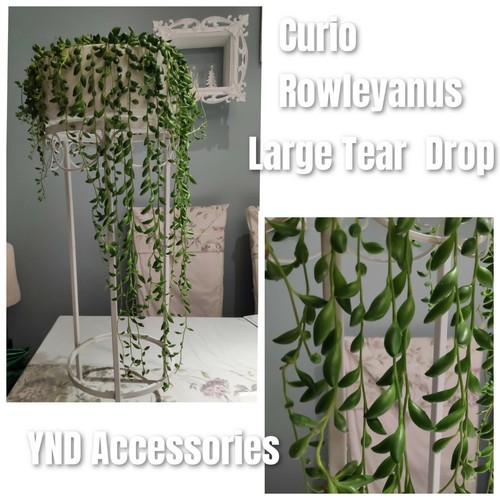 Rare curio rowleyanus - 2,