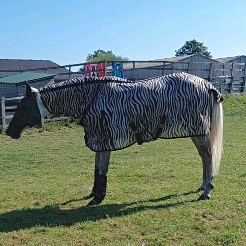 Black white zebra - &, print