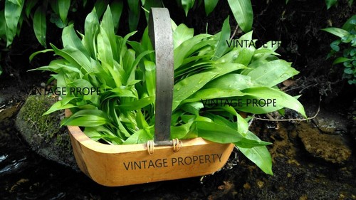 250 wild garlic bulbs - bulbs,